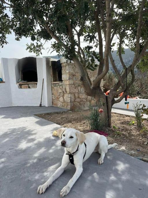 Kareshome-Privacy-View Panormos (Kalymnos) Exterior foto